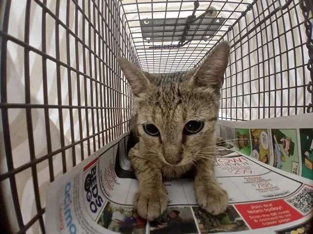 Adoptable Cat