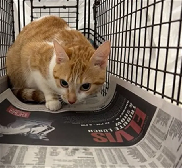 Adoptable Cat