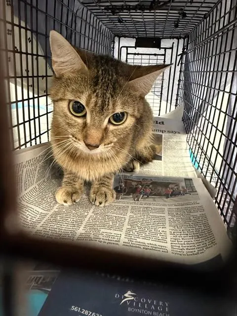 Adoptable Cat