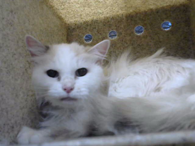 Blanca
