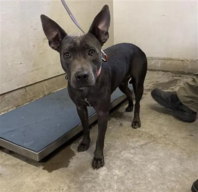 Adoptable Dog