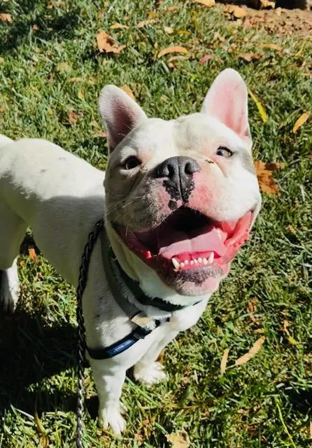 Georgie