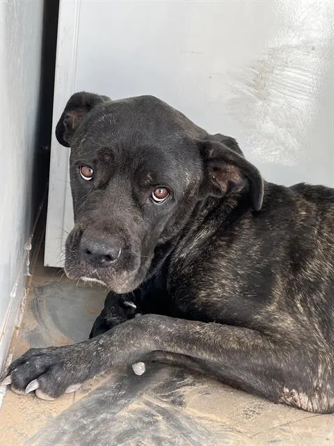 Adoptable Dog