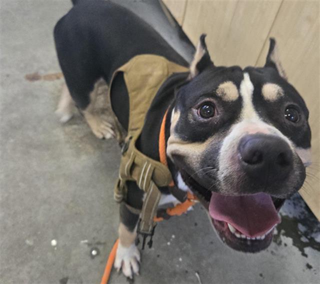 Adoptable Dog
