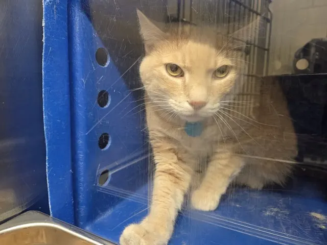 Leo