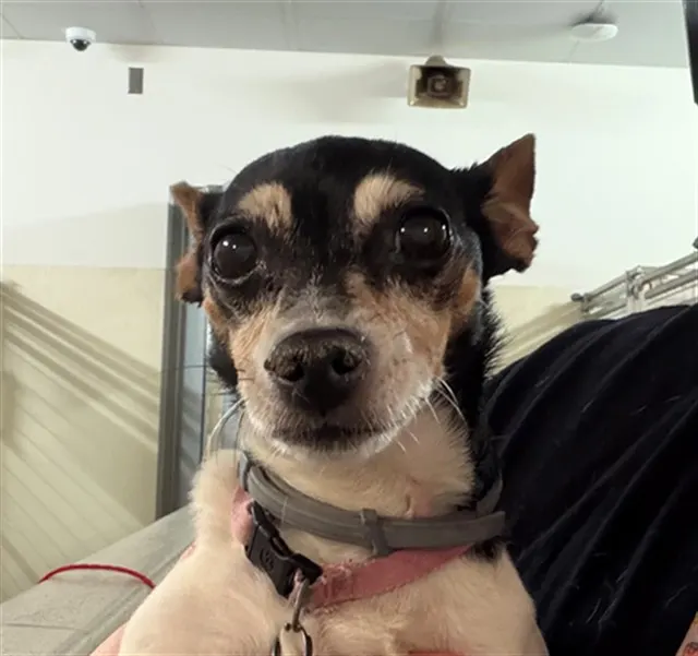 Bella