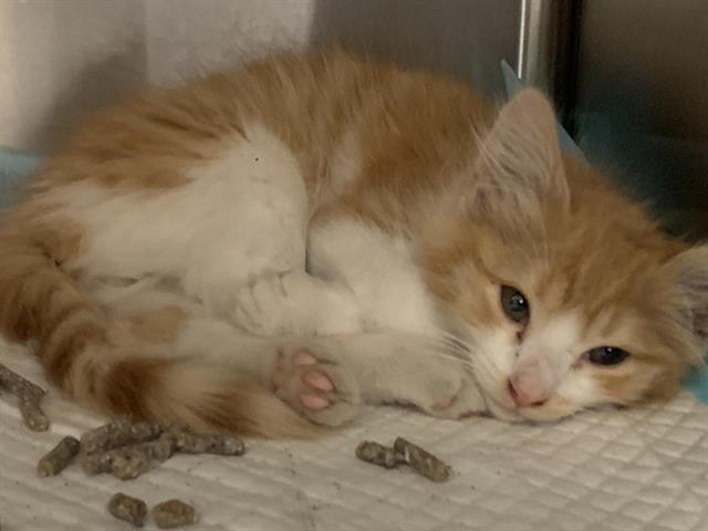 Adoptable Cat