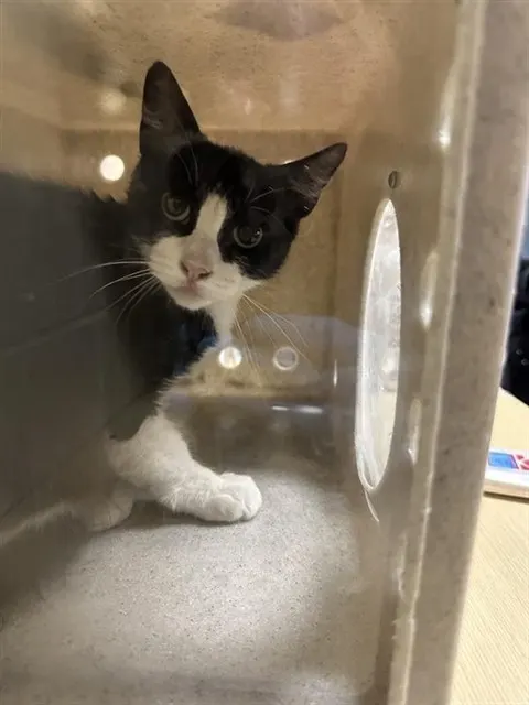 Adoptable Cat