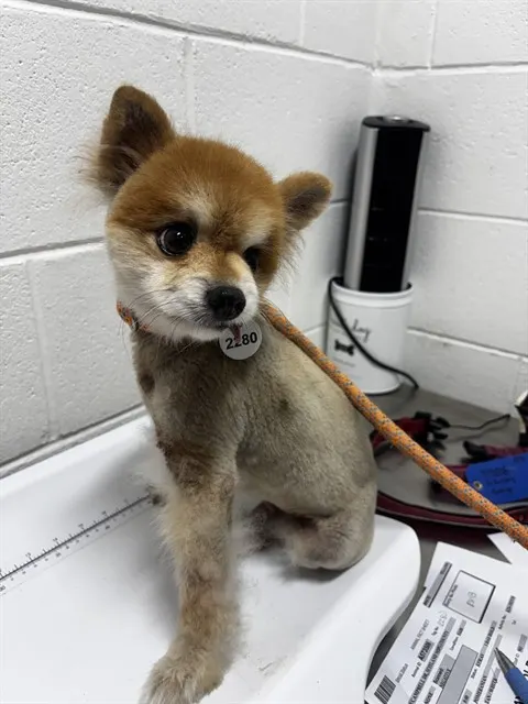 Adoptable Dog