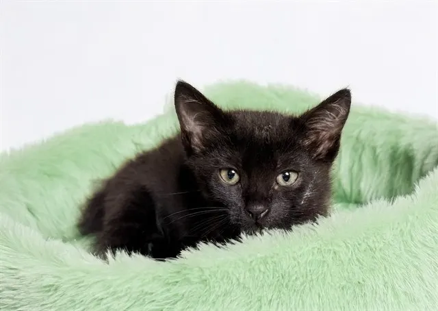 Onyx