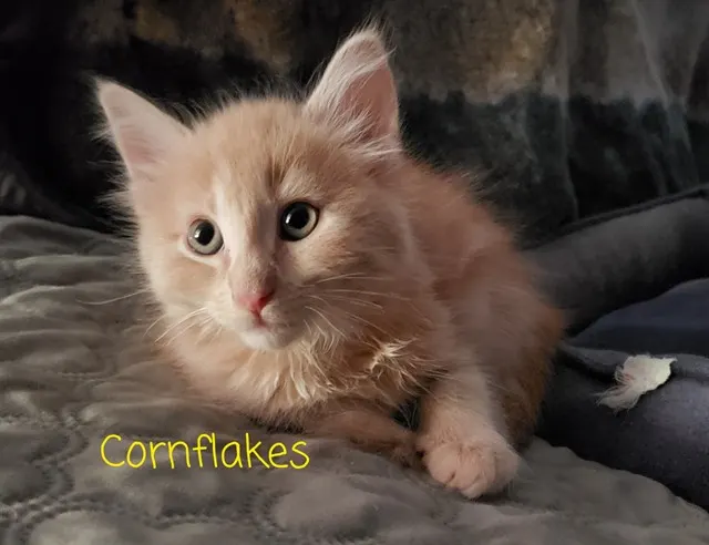 *Cornflakes