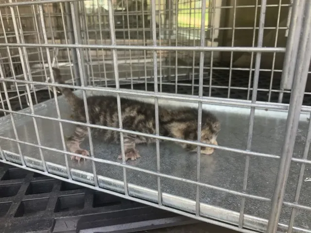 Adoptable Cat