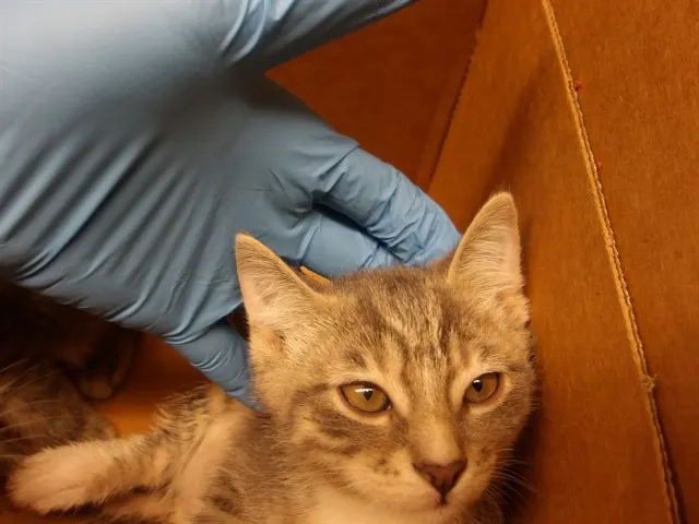 Adoptable Cat