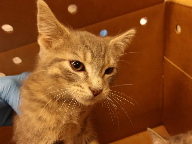 Adoptable Cat