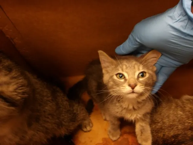 Adoptable Cat