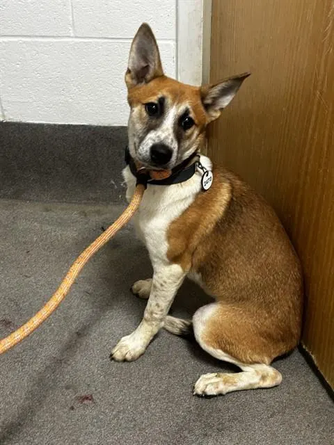 Adoptable Dog