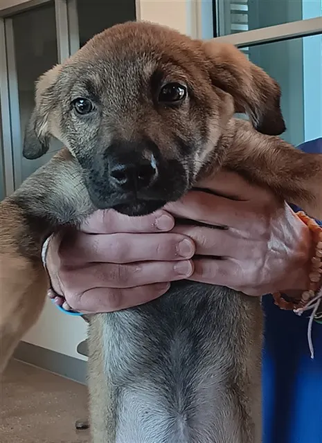 Zena