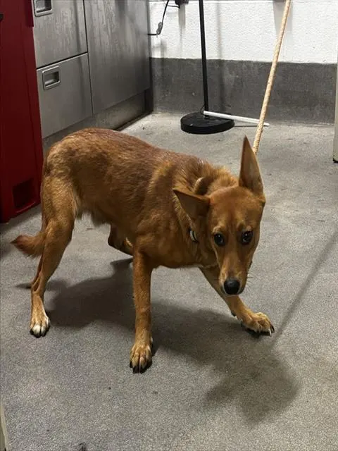 Adoptable Dog