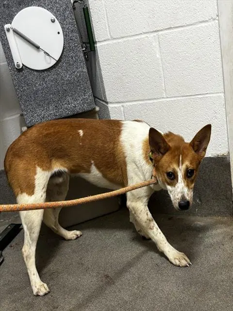 Adoptable Dog