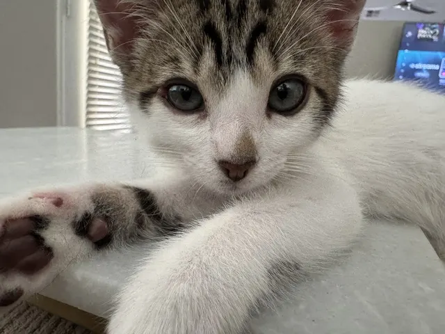 *The Purrfect Match.