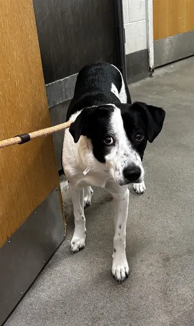 Adoptable Dog