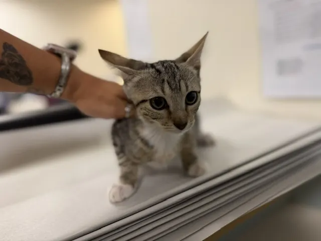 Simba