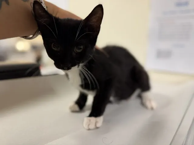 Tux