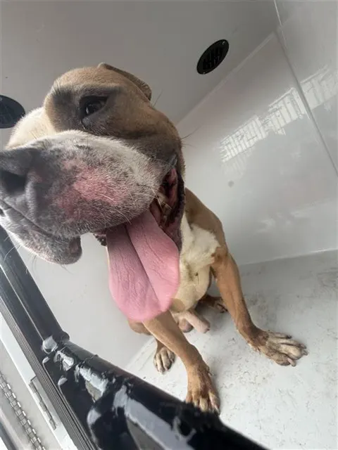 Adoptable Dog