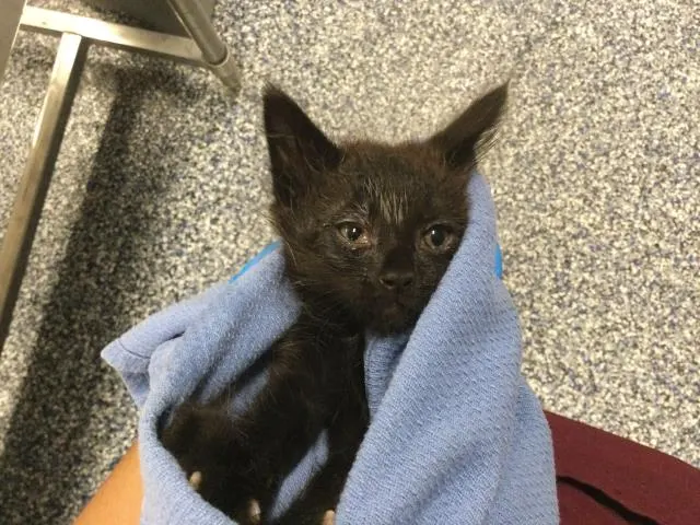 Adoptable Cat