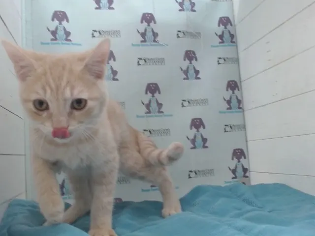 Pj