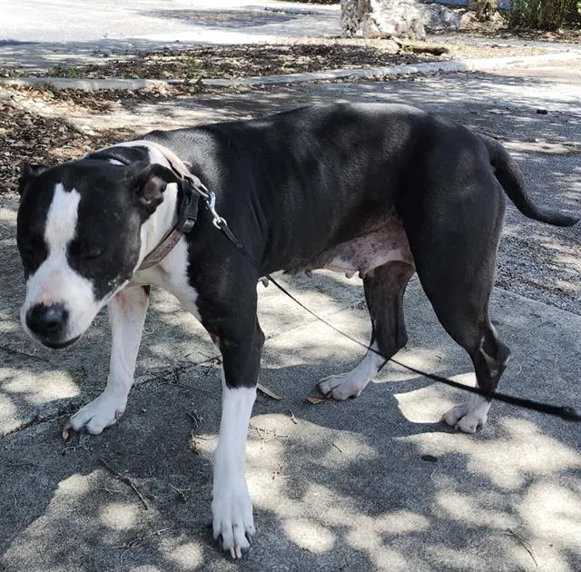 Adoptable Dog
