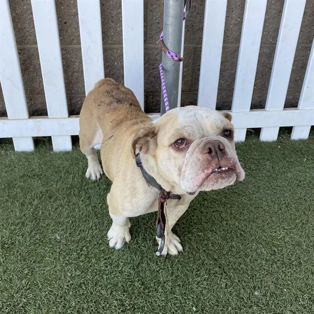 Adoptable Dog