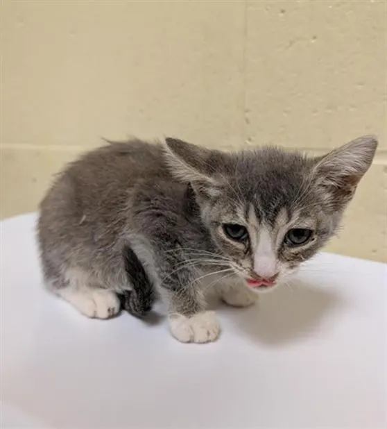 Adoptable Cat