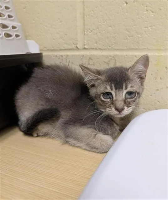 Adoptable Cat