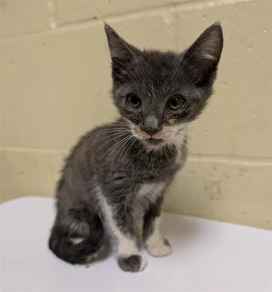 Adoptable Cat