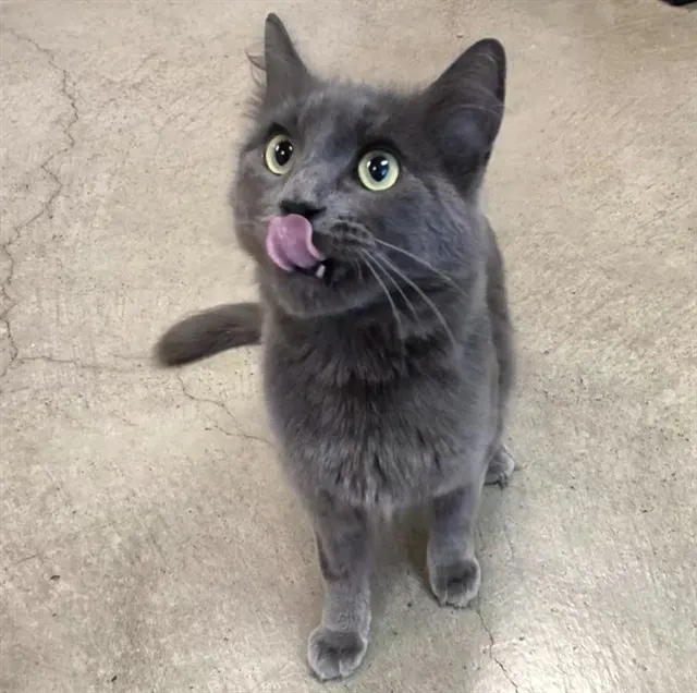 Cleocatra