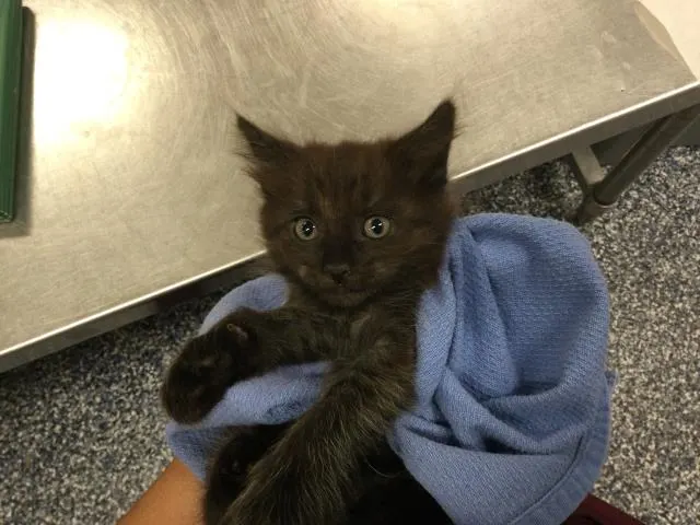 Adoptable Cat