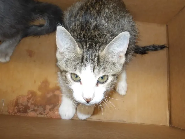 Adoptable Cat