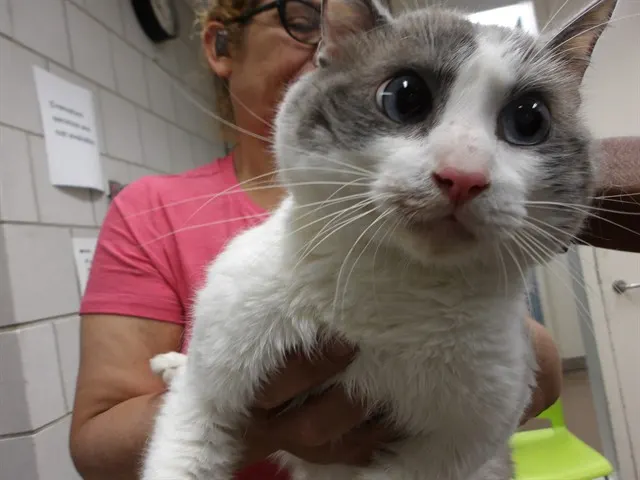 Kitty