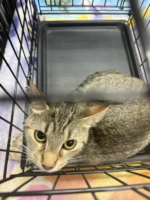 Adoptable Cat