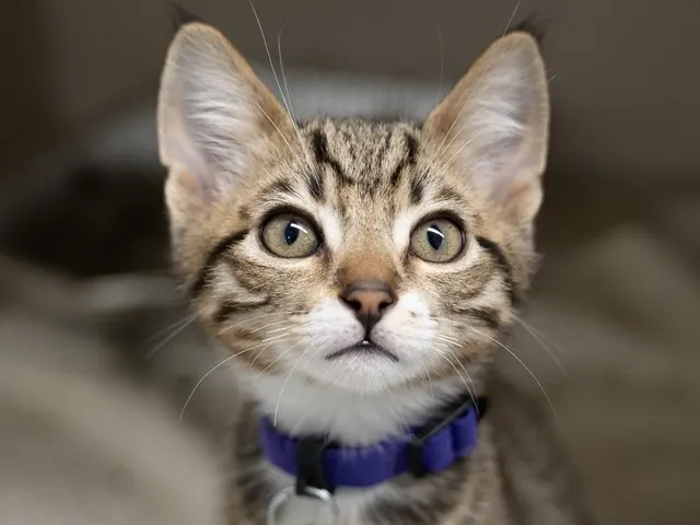 Frankie