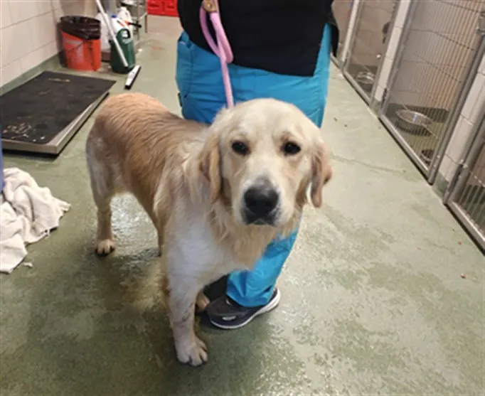 Adoptable Dog