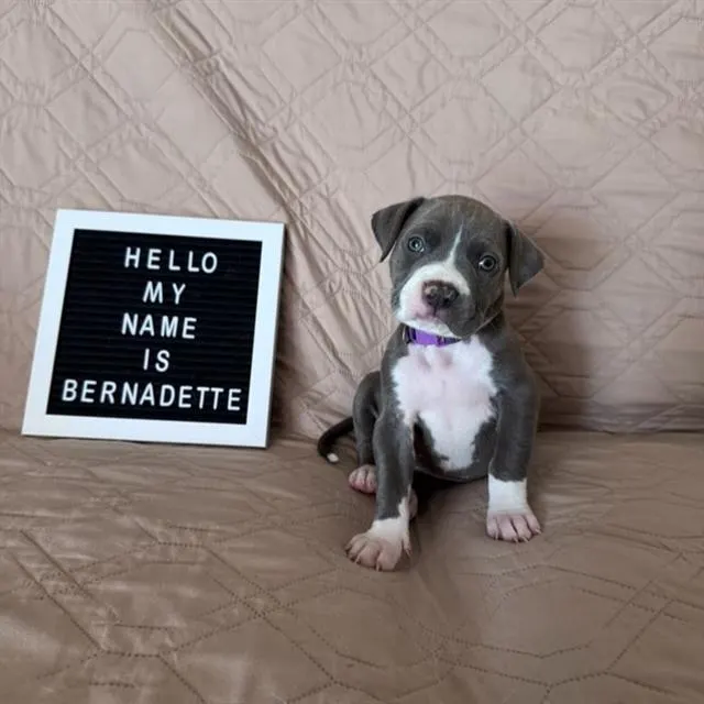 *Bernadette