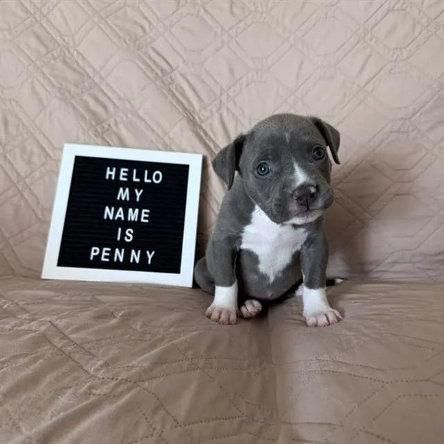 *Penny