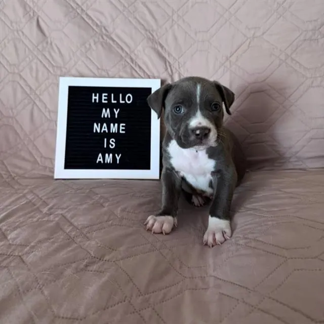 *Amy