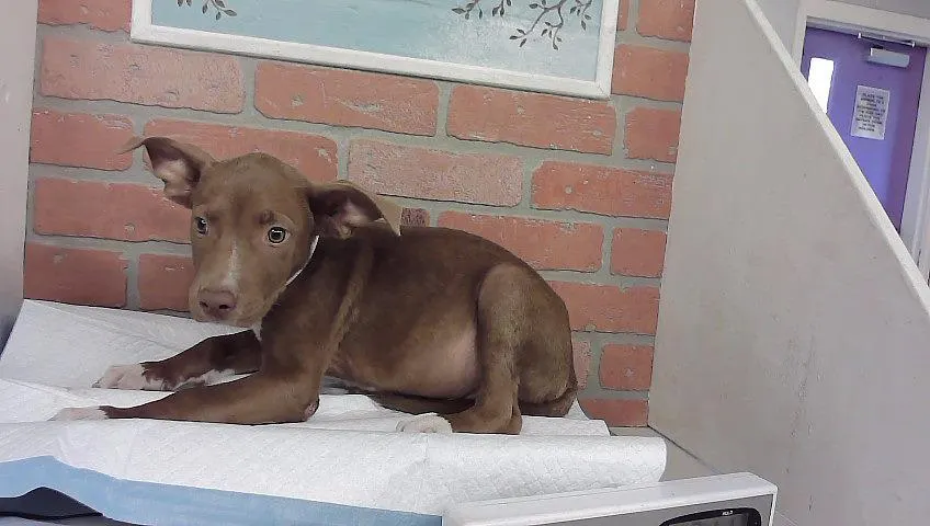 Adoptable Dog