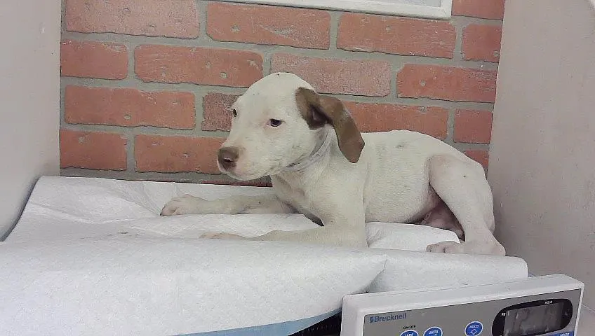 Adoptable Dog