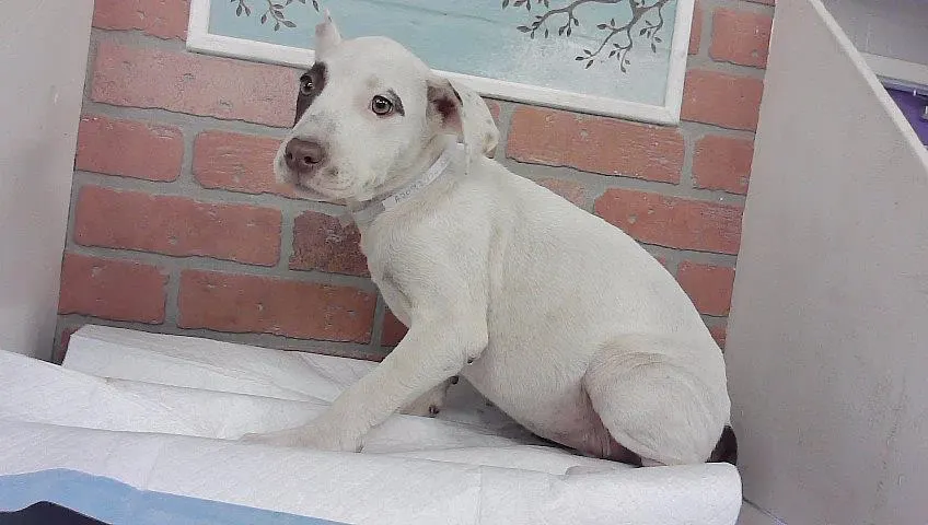 Adoptable Dog
