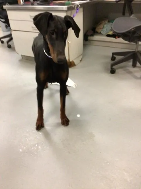 Freya