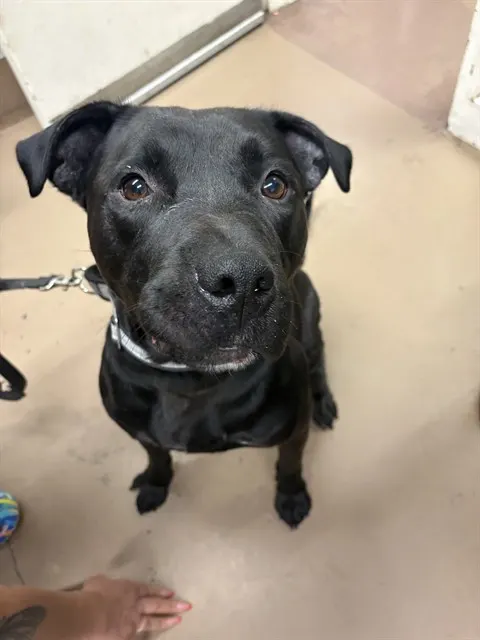 Max
